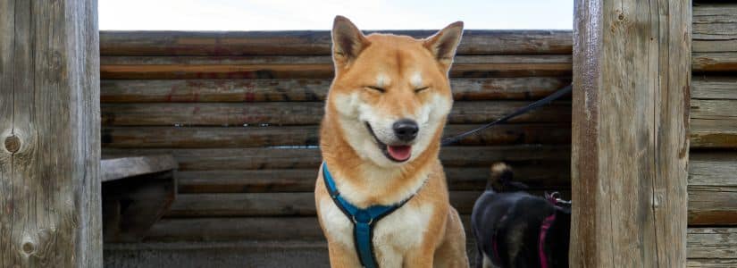 El "dogumentary" llega para mostrarnos la subida a la fama de este hermoso Shiba Inu